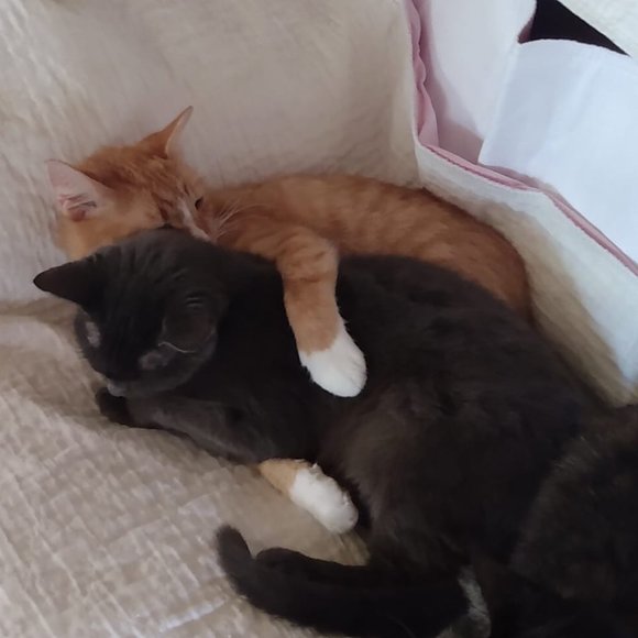 ๐๐๐CHEROKEE'S FERAL HAVEN๐๐๐ - Picture 14 of 14